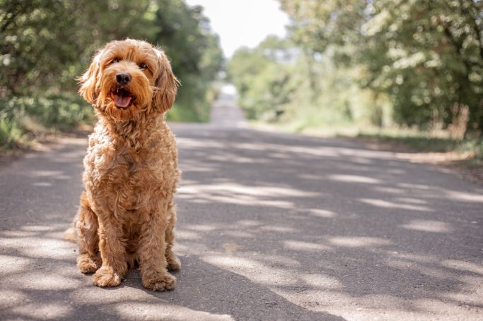 Hund, Katze, Haustier, Fellfreunde Fotos, Fotografin aus Grevenbroich, Neuss, Jüchen